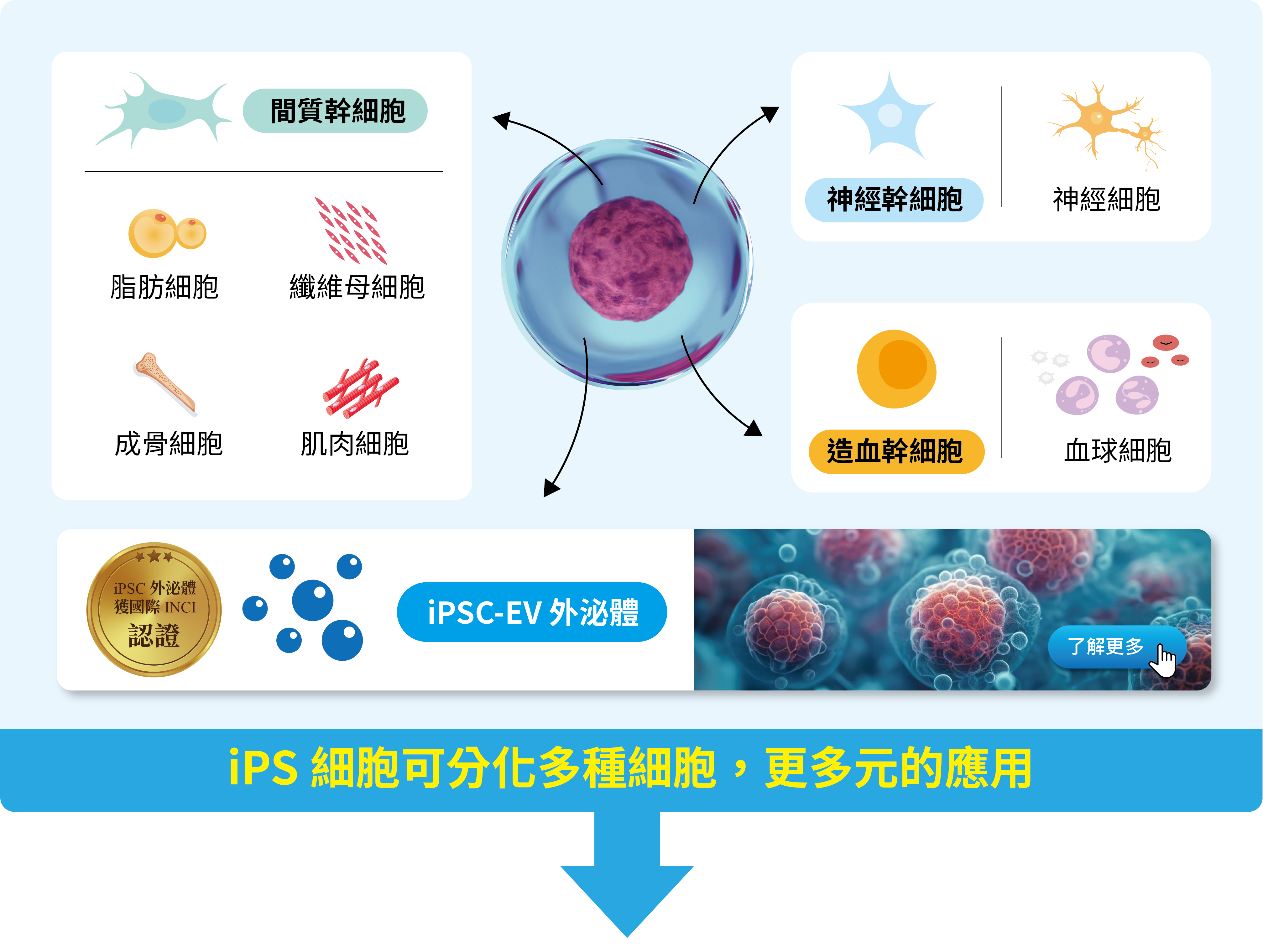iPS細胞(iPSC)為多能型幹細胞，相較間質幹細胞，iPSC具有更多元的分化能力。且iPSC的外泌體iPSC-EV更是富含抗老化與再生因子。
